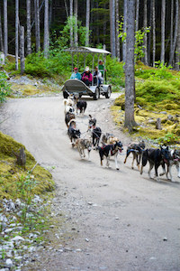 Alaskan Dog Sledding Tour pulling tourists