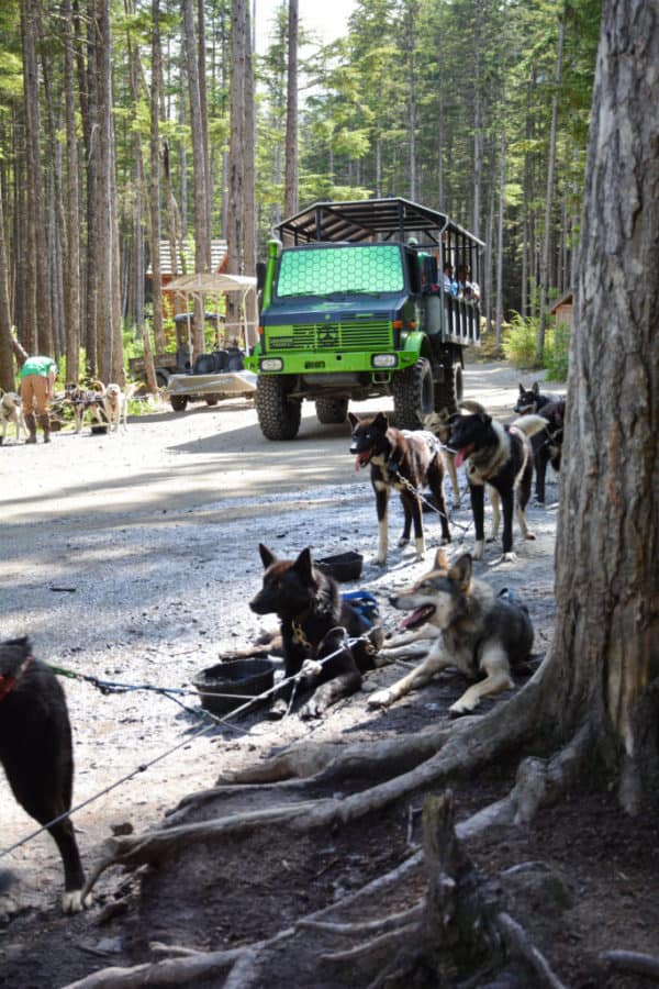 Mercedes Mog Truck at the Alaskan Dog Sledding Excursion